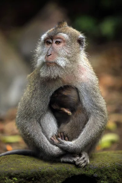 Семья обезьян — стоковое фото
