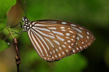 Kahverengi yeşil arka plan yakın çekim kelebeği