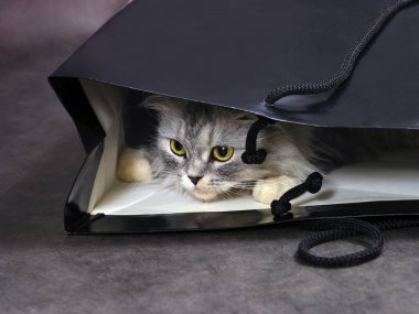 Kutudaki kedi