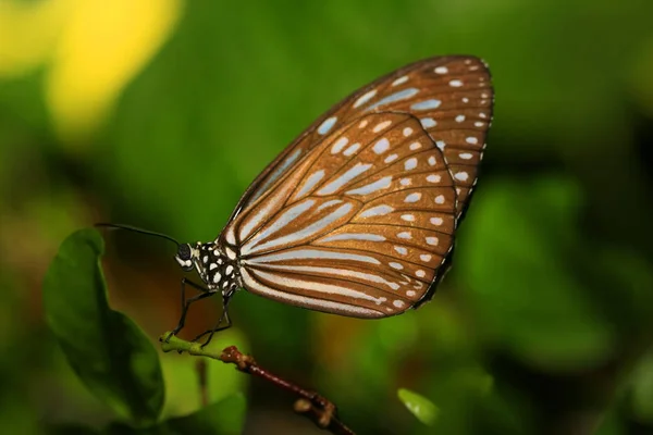 Mariposa marrón sobre fondo verde de cerca — Foto de Stock