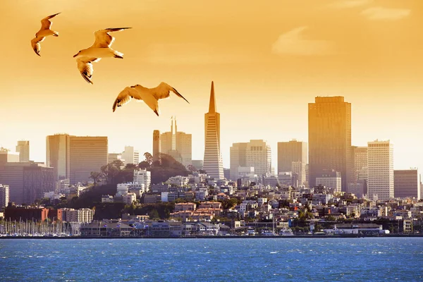 Möwen fliegen über die Bucht vor San Francisco — Stockfoto
