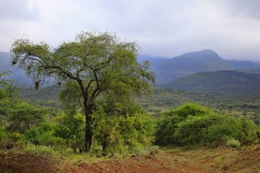 Tsavo Milli Parkı Kenya