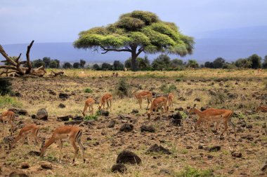 Afrika yaban hayatı