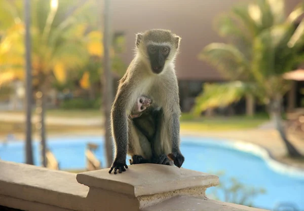 Zvědavé opice na balkoně hotelu — Stock fotografie