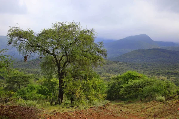 Tsavo National Park in Kenia — Stockfoto