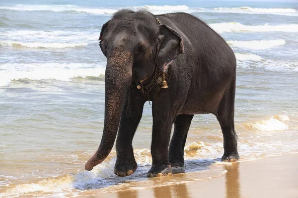 Indian elephant on the ocean shore — Stock Photo, Image