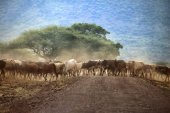 eine große Rinderherde in Kenia