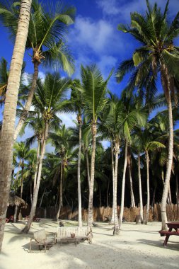 Saona Island beach