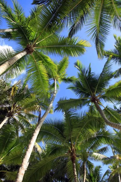 Palmbomen — Stockfoto