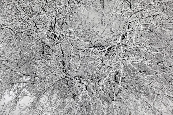 Zimowe gałęzie pokryte śniegiem — Zdjęcie stockowe