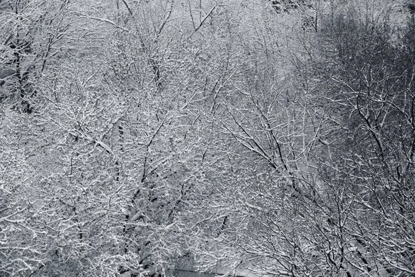 覆盖着雪的冬枝 — 图库照片