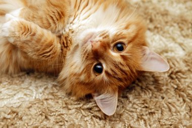 Genç bir kedinin portresi