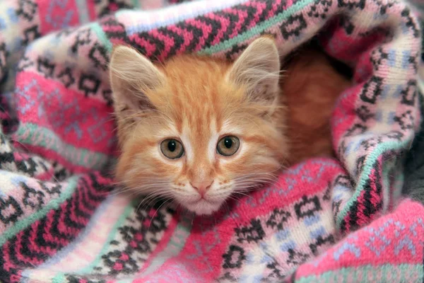 작은 빨간 고양이 — 스톡 사진