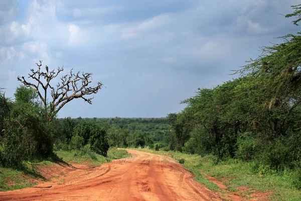 Parco Tsavo Est Nazionale — Foto Stock