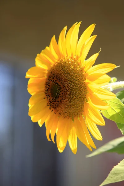 Floarea-soarelui pe fundal — Fotografie, imagine de stoc