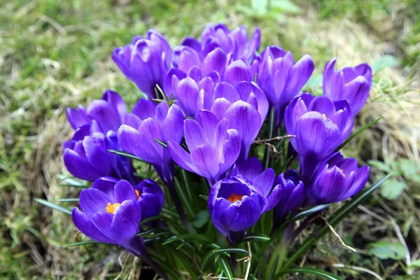 Krokusse im Frühling — Stockfoto