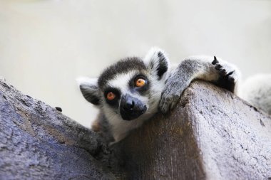 Portrait of a catta lemur close-up clipart