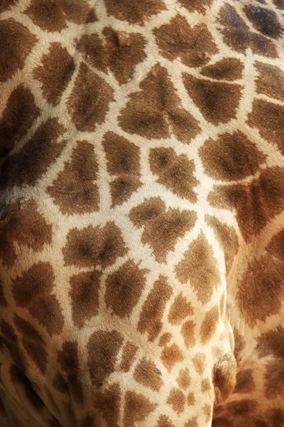 Close up van giraffe bont Stockfoto