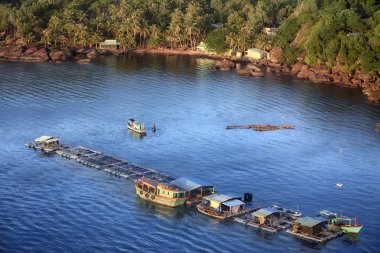 Vietnam 'daki istiridye çiftliği