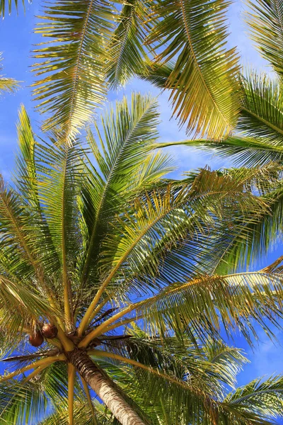 Baum einer Kokosnuss von unten gesehen — Stockfoto