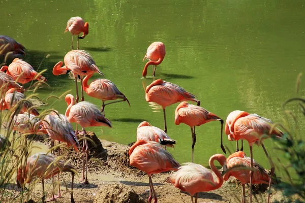 Rebanho de flamingos em água — Fotografia de Stock