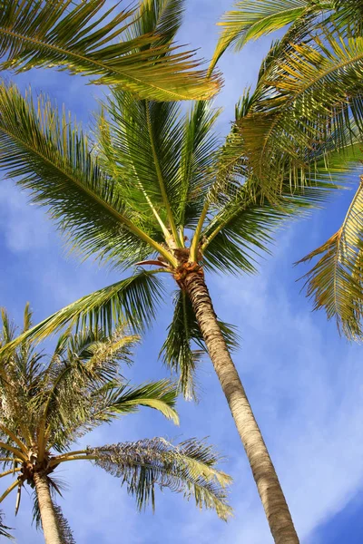 Arbre d'un coco la vue du bas — Photo