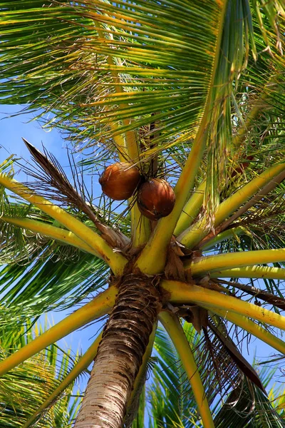 El árbol del coco la vista inferior —  Fotos de Stock