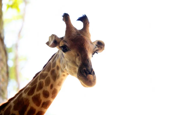 Gros plan d'une girafe — Photo