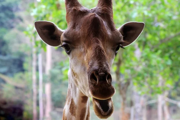 Close-up de uma girafa — Fotografia de Stock