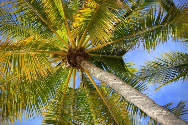 Árvore de um coco a visão de fundo — Fotografia de Stock