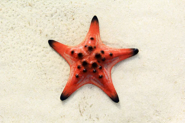 Playa de verano estrellas de mar y fondo del mar tropical —  Fotos de Stock
