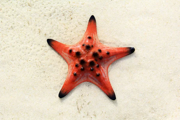 Estate spiaggia stelle marine e fondale marino tropicale — Foto Stock