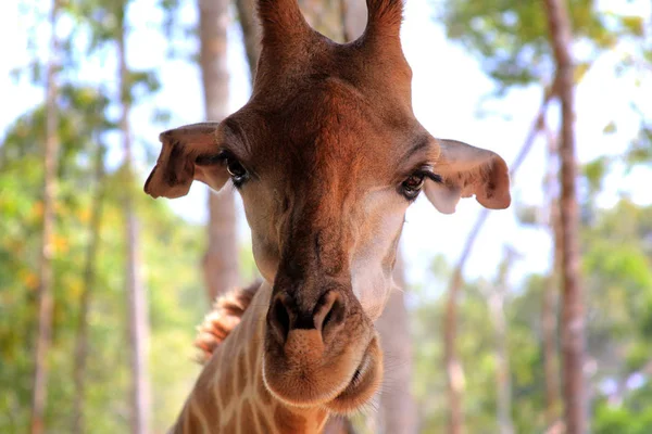 Close-up de uma girafa — Fotografia de Stock