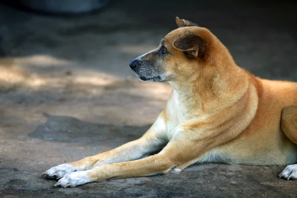 Perro Rojo Durmiendo Carretera Camboya —  Fotos de Stock