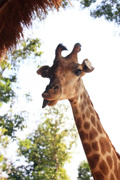 Close Uma Girafa — Fotografia de Stock