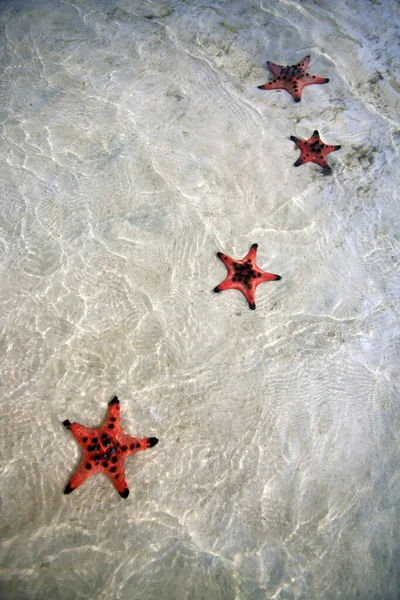 Summer Beach Starfish Tropical Sea Background Vietnam Phu Quoc — Stock Photo, Image
