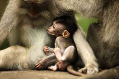 Aile maymun. Bali bir hayvanat bahçesi. Endonezya
