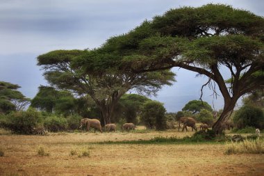 Kia Amboseli Ulusal parkta filler