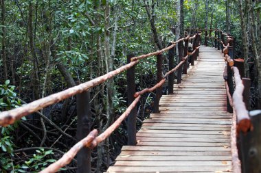 Zanzibar 'daki mangrov ormanındaki tahta köprü. Tanzanya