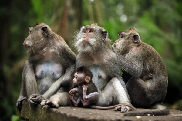 Famille Singes Bali Zoo Indonésie — Photo