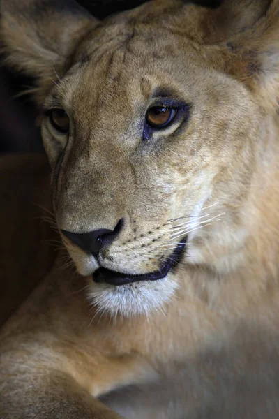 Close Portret Młoda Lwica Panthera Leo — Zdjęcie stockowe