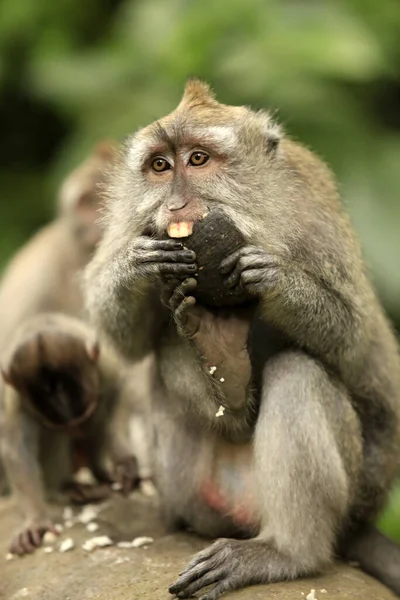 Family Monkeys Bali Zoo Indonesia — Stock Photo, Image