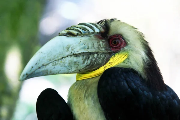 Wreathed Hornbill Rhyticeros Undulatus — Stock Photo, Image