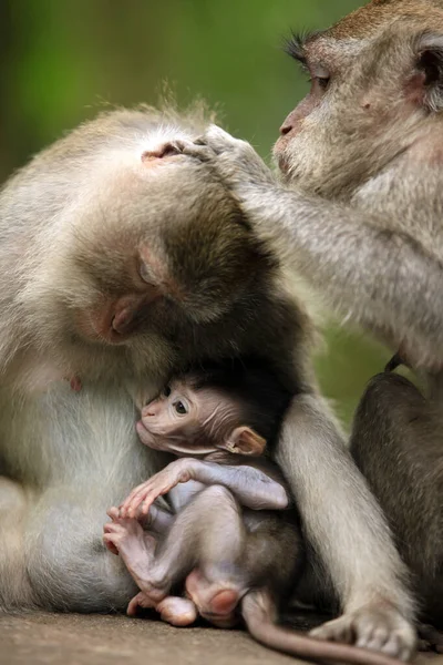 Aile Maymun Bali Bir Hayvanat Bahçesi Endonezya — Stok fotoğraf