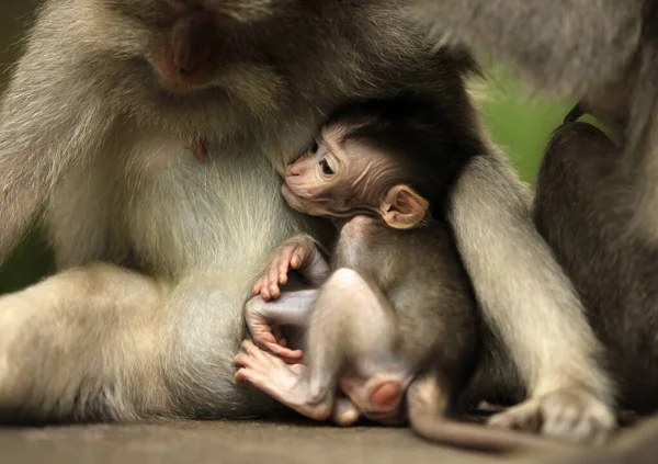 Family Monkeys Bali Zoo Indonesia — Stock Photo, Image