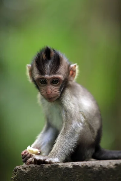 Dítě Opic Bali Zoo Indonésie — Stock fotografie