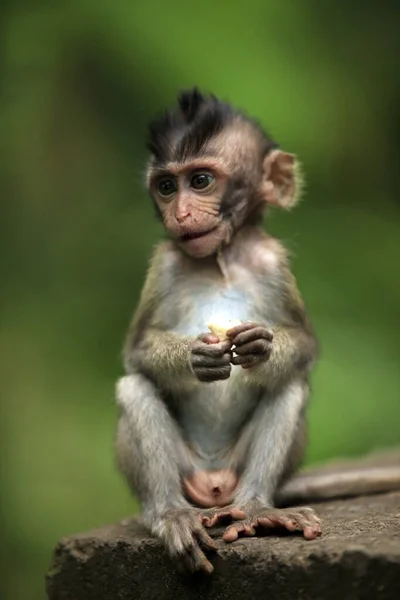 Child Monkeys Bali Zoo Indonesia — Stock Photo, Image