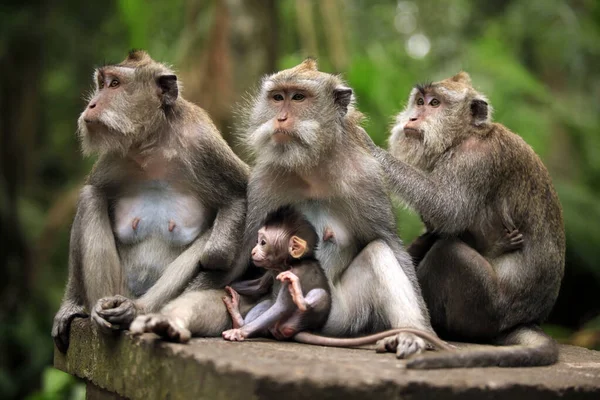 Keluarga Monyet Kebun Binatang Bali Indonesia — Stok Foto