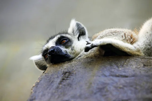 Porträt Eines Catta Lemur Aus Nächster Nähe — Stockfoto