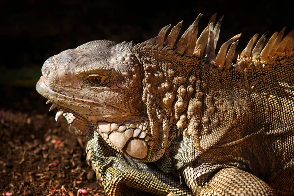 Portrait Lizard Close Zoo Bali Indonesia — Stock Photo, Image